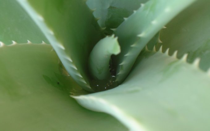 aloe vera naturalmente mediterraneo