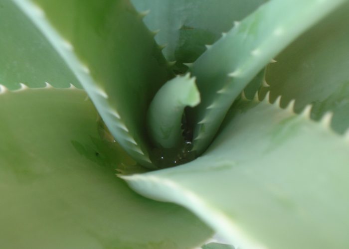 aloe vera naturalmente mediterraneo