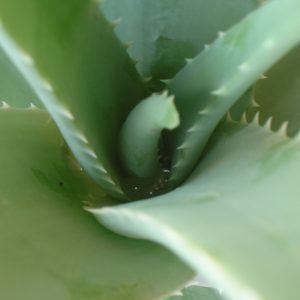 aloe vera naturalmente mediterraneo