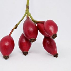 rosehip rosehip