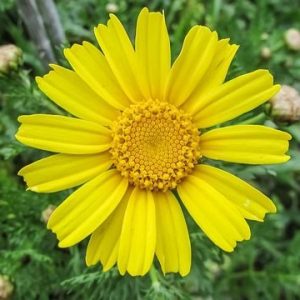 arnica ingredient