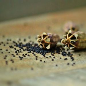 Poppy-seeds poppy seeds